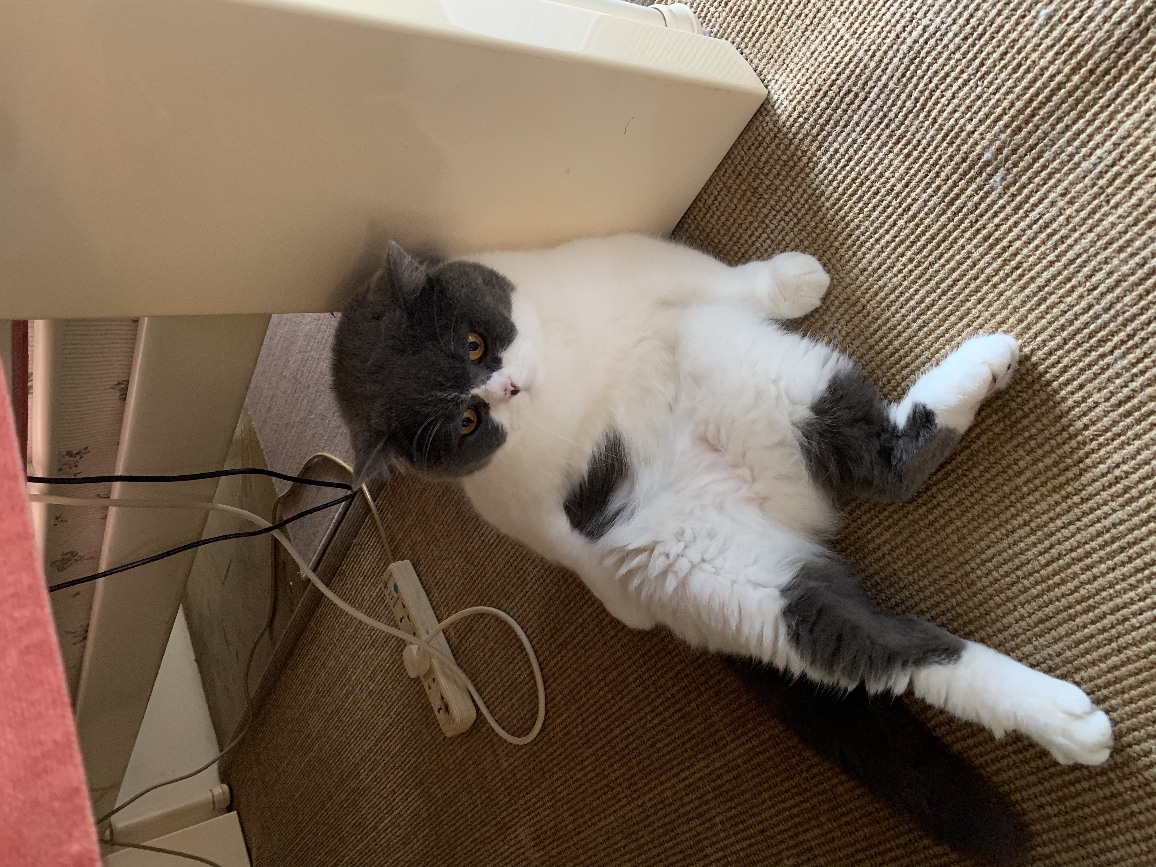 红狗猫微量元素片200片 宠物微量元素猫咪防异食癖吃草吃土吃垃圾 实拍图