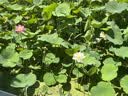 大宝SOD蜜青花香型200ml乳液面霜润肤补水保湿擦脸油男女士护肤品 实拍图