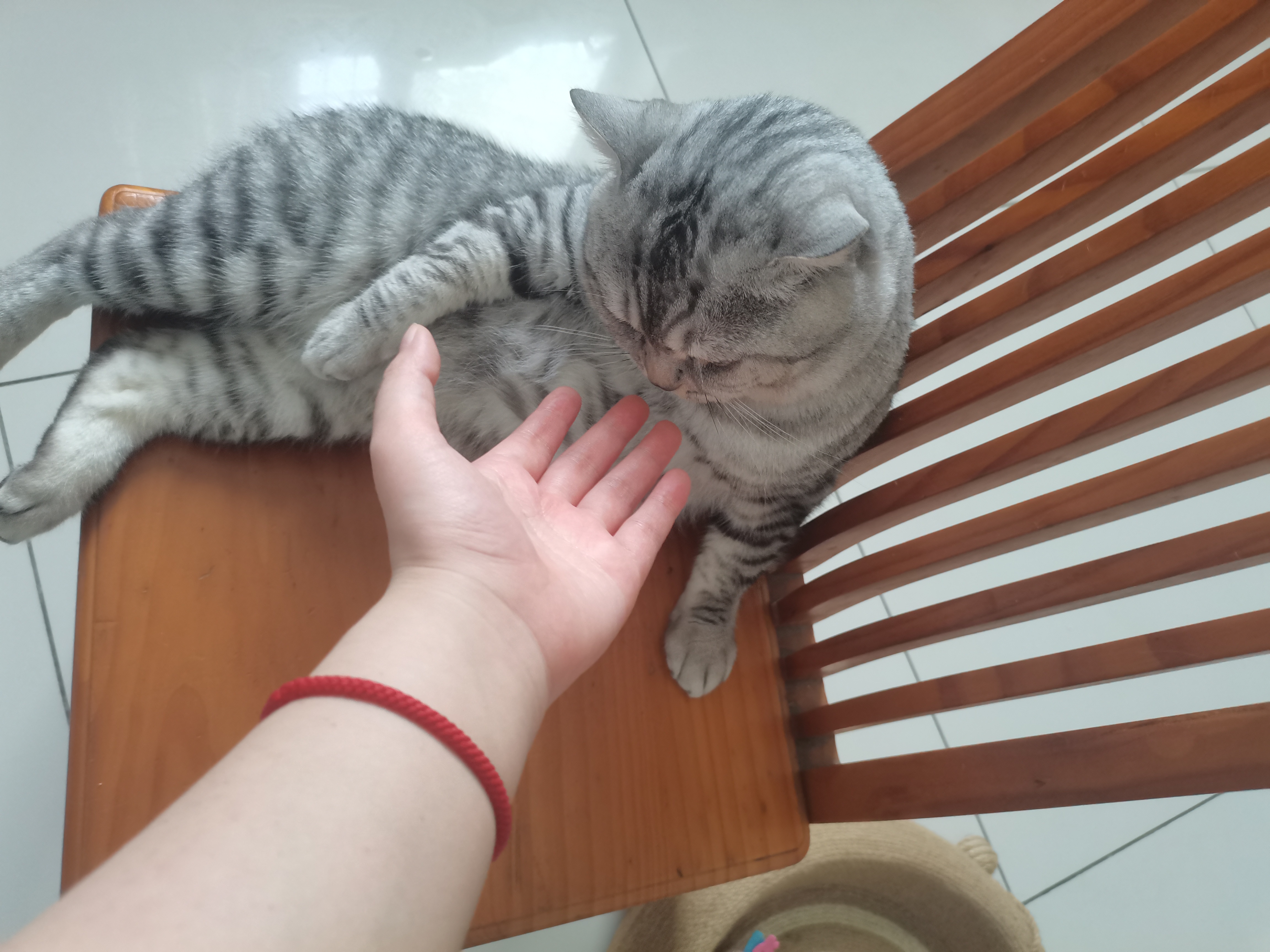 麦富迪猫罐头 barf霸弗主食猫罐头猫咪零食湿粮成猫呵护泌尿100g*12罐 实拍图