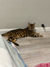 Orijen渴望猫粮 成猫幼猫粮 全价通用无谷原味鸡肉进口5.4kg效期26/12 实拍图