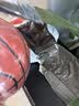 斯伯丁（SPALDING）篮球7号成人比赛TF-500星街战室内外通用吸湿PU七号篮球  76-797Y 实拍图