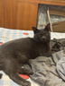 麦富迪猫粮 barf霸弗天然猫粮冻干生骨肉高蛋白成猫粮养胃增肌牛肉5.4kg 实拍图