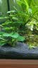 BESSN贝森免洗水草泥鱼缸不浑水造景底砂营养土基肥5斤约2.4L 实拍图