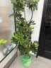 叹为观止大型植物发财树各种大颗盆栽开业乔迁客厅办公室内好养大型花卉 造型鸭脚木【1.4-1.6米】 含盆 实拍图