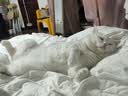 皇家猫粮 英短成猫粮 BS34 通用粮 12月以上 2KG 实拍图