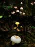 索尼（SONY）DSC-RX100M7 黑卡数码相机（24-200mm焦段  4K视频) RX100M7 黑卡7 黑卡7 实拍图