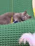 珍致猫罐头猫零食营养原装泰国进口猫湿粮罐头85g 混合口味 85g*24/金枪鱼蟹柳棒口味 实拍图
