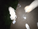 网易严选犬粮 全价冻干三拼狗粮幼犬成犬小型中大型犬通用泰迪 牛肉 500g 实拍图