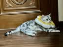 华元宠具（hoopet）猫咪伊丽莎白圈项圈宠物狗狗圈耻辱圈颈圈脖圈头套犬防舔头罩头套 实拍图