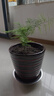 文竹盆栽绿植花卉盆景植物室内客厅水培文松云竹文竹大苗四季常青 小文竹【1颗】原盆原土球发货 高度15-25cm 实拍图