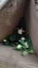 果汁阳台月季花苗四季开花卉盆栽绿植物室内花易活玫瑰带花苞庭院 奶油龙沙【多头淡香，月月开分枝多】 【带花苞】【盆口径15cm】原盆冠25高35 实拍图