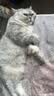 阿卡强（AKACHAN）综合营养条猫条猫酱猫零食湿粮流质肉泥液体流食成幼猫全猫期通用 混合口味-24条 实拍图