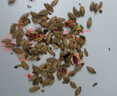 同仁堂胖大海金银花罗汉果雪梨枇杷甘草菊花咽炎清肺润肺润喉养生茶3盒 实拍图