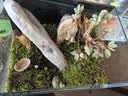 柯必达青苔藓鲜活苔藓微景观植物盆景盆栽水陆缸假山草造景材料白 大灰藓(15*8)cm 10盒 实拍图