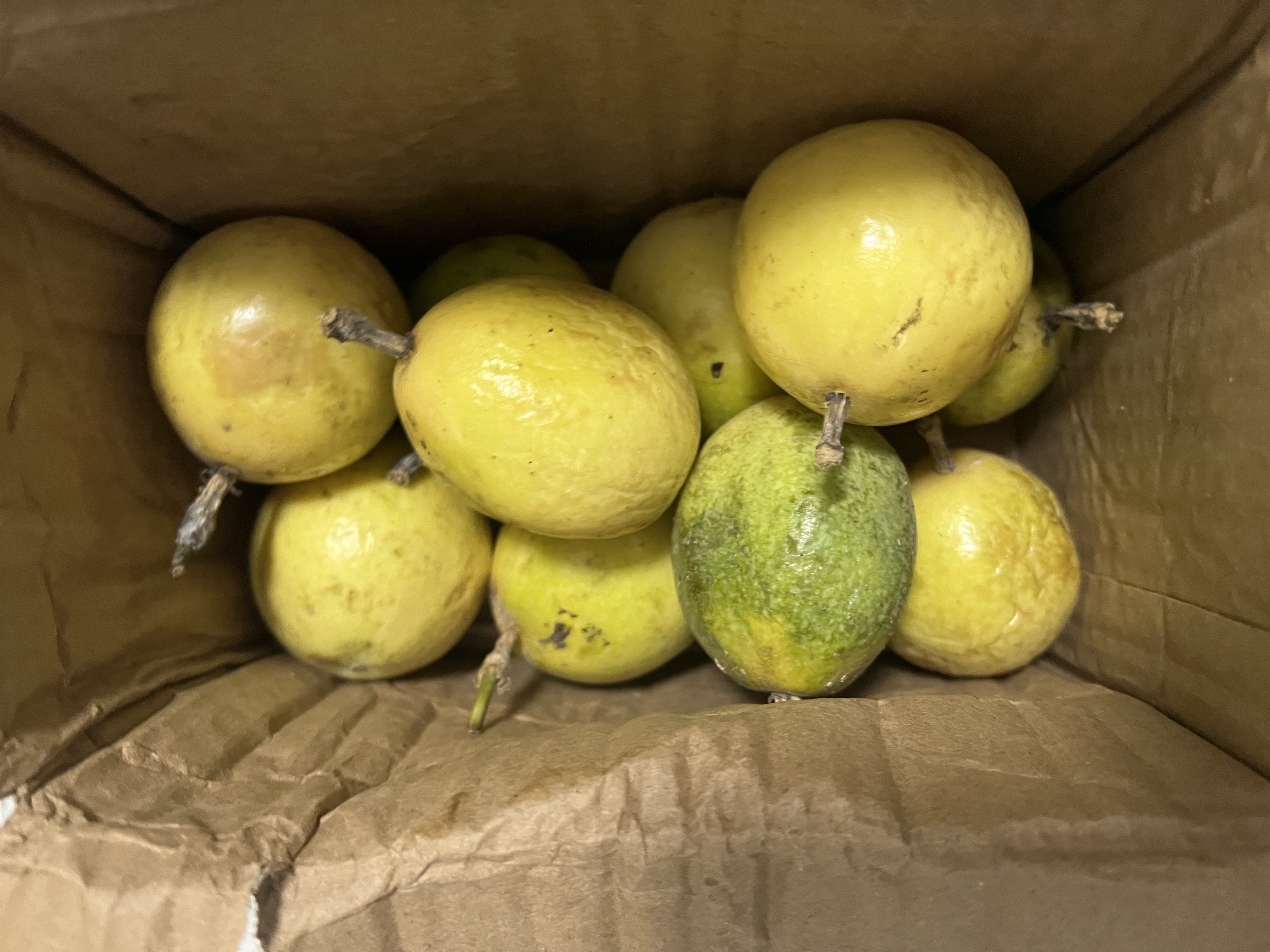 台芒海南热带水果芒果新鲜水果应当季生鲜 带箱2斤 大果【70-90g+】净重1.6斤 实拍图