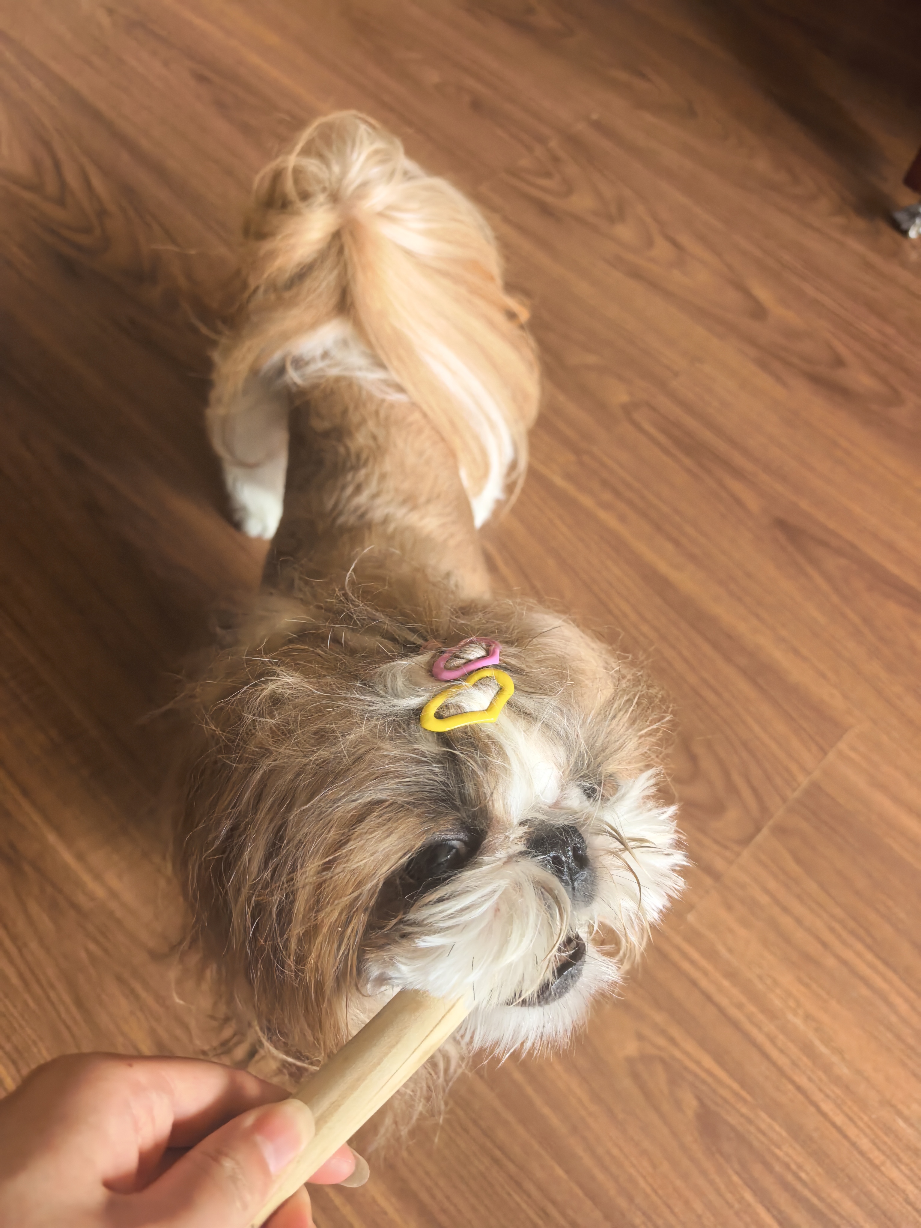 HELLOJOY咖啡木磨牙棒狗狗宠物玩具洁牙洁齿大中小型幼犬防拆家专用耐啃咬 实拍图