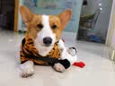伯纳天纯中大型犬全价成年犬粮金毛宠物主粮羊肉蔓越莓15kg囤货装 实拍图