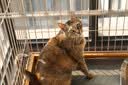 网易严选猫粮【推荐】全价猫粮 幼猫成猫主粮猫咪食品 一口9种肉 【4.0进阶款】原野禽肉口味 1.8kg*1袋 实拍图