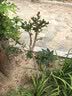 静黛轩紫薇树老桩庭院树苗盆景 紫色紫薇（2公分粗/0.8-1米高）源头直发 实拍图