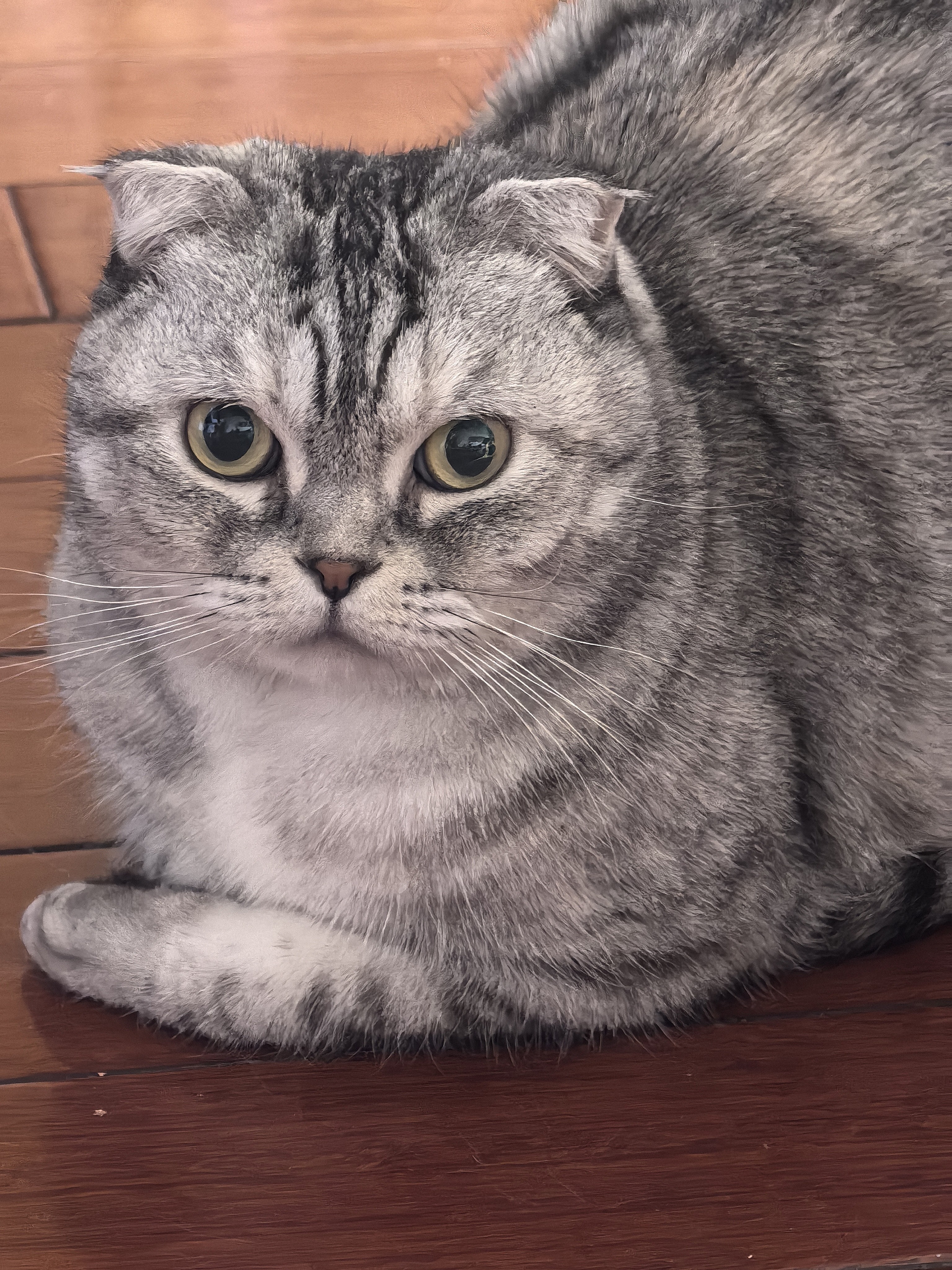 最宠（Paddy Time）猫零食猫条混合味15g*60支 宠物营养成幼猫咪湿粮零食品补水发腮 实拍图