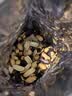 老街口黑皮花生400g五香味黑花生米下酒菜休闲小零食解馋坚果炒货新货 实拍图