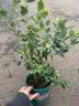 花行榜蓝莓果树苗盆栽庭院地栽南北方种植耐寒 绿宝石40-50cm高源头直发 实拍图