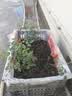 行湘爬藤月季花卉绿植盆栽阳台花园地栽 夏洛特20cm左右2棵 源头直发 实拍图