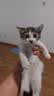 伟嘉幼猫猫粮夹心粮 全价粮1.2kg海洋鱼味 布偶蓝猫橘猫英短猫咪 实拍图