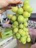 京鲜生 云南秋天脆提子 净重2斤装 葡萄/提子 水果礼盒 源头直发包邮 实拍图