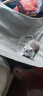 舒腾中华田园小猫咪活体田园猫宠物家养猫咪橘猫幼猫活体土猫狸花猫咪 田园级 橘白 公（幼猫两个月左右） 实拍图