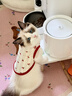 好主人金装好主人猫粮2.0 成猫幼猫蓝猫英短通用全价无谷冻干 【量贩优惠】金装幼猫粮7斤 实拍图