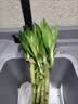 沭之美开运竹水培植物绿植花卉 开运竹高约50cm10支不含瓶 源头直发 实拍图