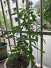 果汁阳台月季花苗四季开花卉盆栽绿植物室内花易活玫瑰带花苞庭院 海神王【大花浓香，月月开分枝多】 【带花苞】【盆口径15cm】原盆冠25高35 实拍图