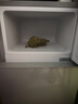 新飞冰箱小型租房用 一级能效冷 藏冷冻两用1-2人家用小冰箱 出租房双门电冰箱办公室两门 26年升级 76A一级能效【保鲜盒款】银 实拍图