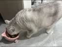 麦富迪 猫粮 barf霸弗生骨肉主食冻干双拼天然粮鲜肉营养无谷高肉高蛋白 鲜鸡肉配方|成猫粮1.8kg 实拍图
