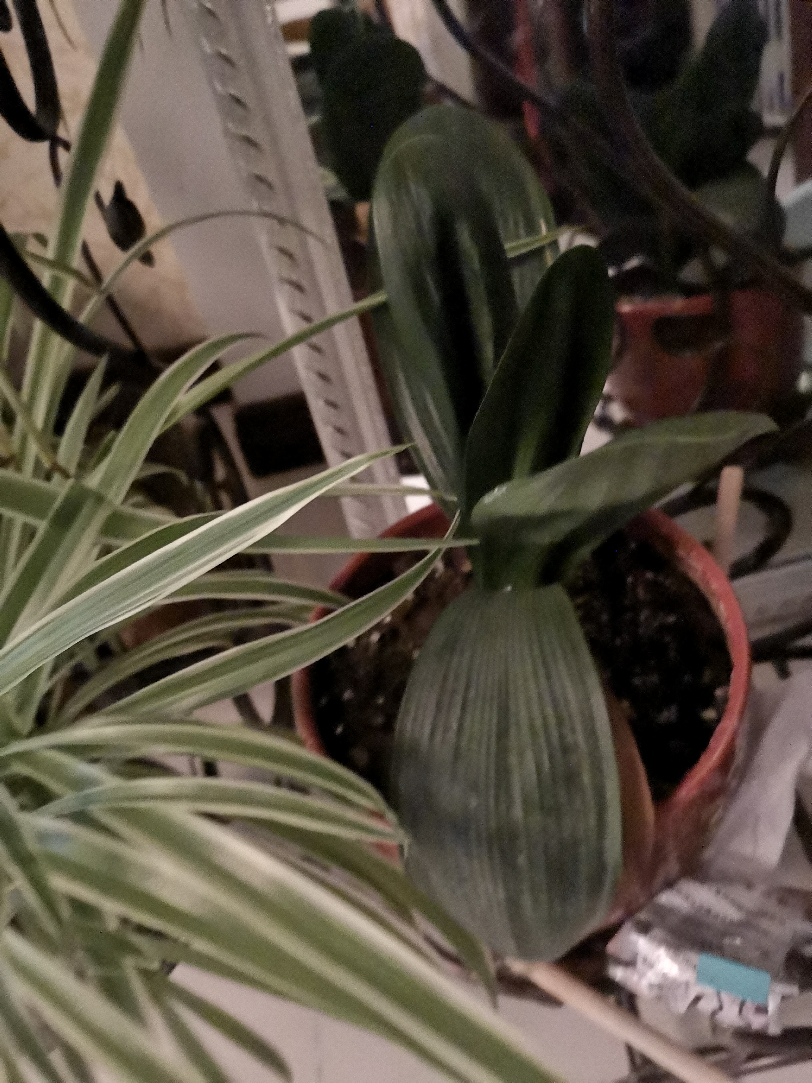 史丹利豆粕有机肥发酵腐熟颗粒盆栽植物通用型花卉专用饼肥花肥料2.5斤 实拍图