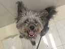 HELLOJOY狗狗零食宠物泰迪金毛幼犬成犬训练奖励 营养牛肉粒2.7斤 实拍图
