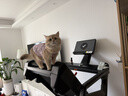 奥克斯紫光灯 伍德氏灯 猫藓灯照猫尿逗猫真菌UV黑镜 荧光剂检测手电筒 实拍图