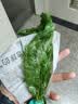 云峰海瑞水草活体懒人草鱼缸造景活体水草套餐鱼缸水草有茎类中后景真水草 【实惠】-绿菊（5只一组） 实拍图