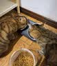 皇家成猫猫粮 营养均衡 F32 通用粮 1-7岁 4.5KG 实拍图