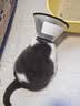 欢宠网伊丽莎白圈猫宠物狗猫咪狗狗绝育软项圈头套脖套防舔防咬脖圈耻辱 实拍图