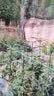 包塑钢管园艺支架杆黄瓜豆角葡萄种菜爬藤架绿植架攀爬架 直径20mm长度210cm【10支装赠 10 个钢丝扣】 实拍图