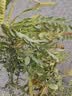 汰渍全效洁净洗衣皂116g*10块 温和去渍不伤手 肥皂透明皂 内衣可用 实拍图