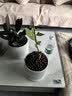 史丹利花土营养土6L 养花通用型多肉兰花专用种菜种花家用泥炭土壤种植 实拍图