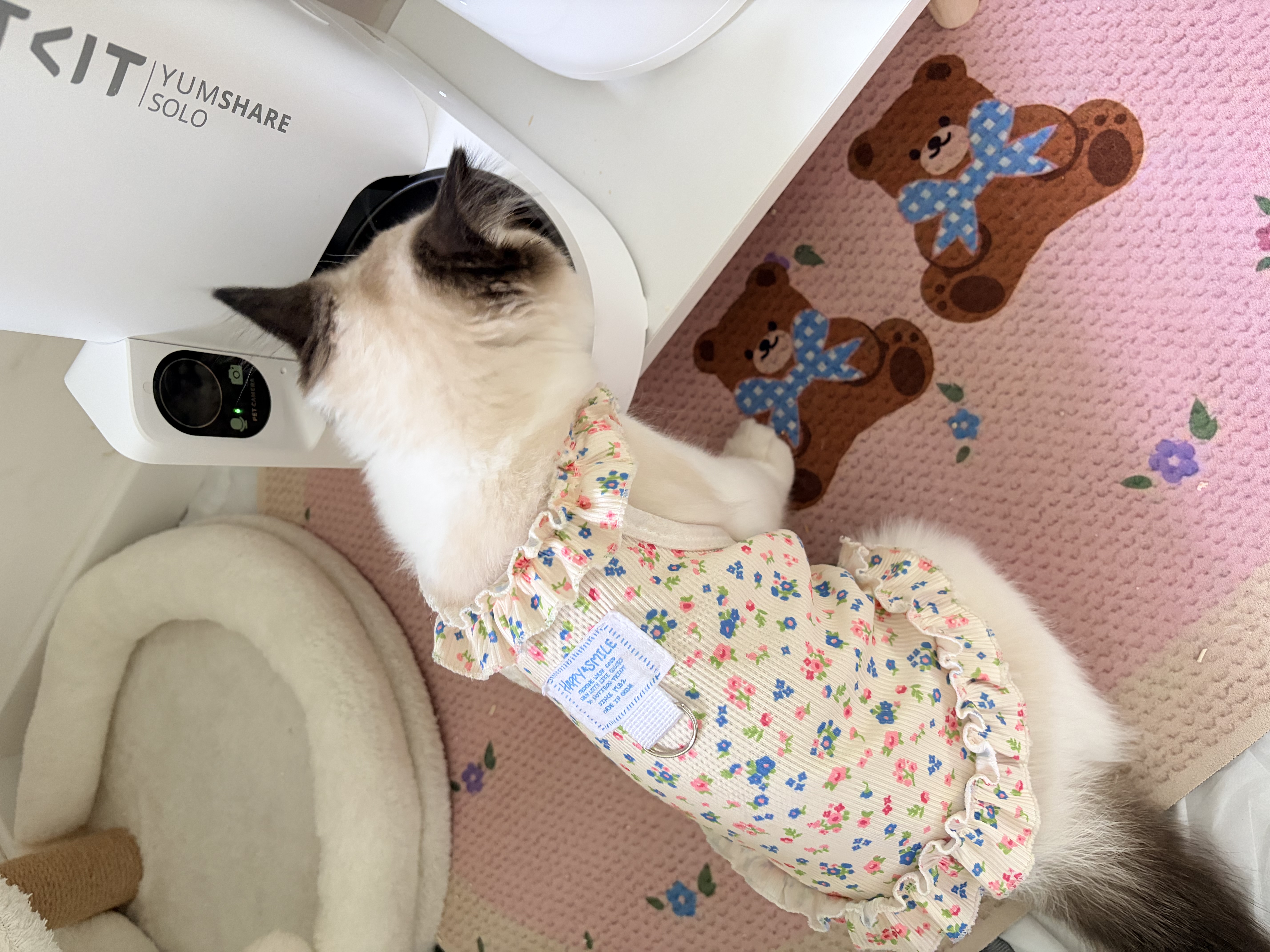 好主人金装好主人猫粮2.0 成猫幼猫蓝猫英短通用全价无谷冻干 【量贩优惠】金装幼猫粮7斤 实拍图
