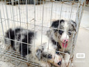 网易严选犬粮 全价冻干三拼狗粮幼犬成犬小型中大型犬通用泰迪 牛肉 500g 实拍图