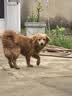 台派狗粮泰迪小型犬成犬幼犬拉布拉多中型犬大型犬通用狗干粮2.5kg 实拍图
