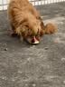 台派狗粮泰迪小型犬成犬幼犬拉布拉多中型犬大型犬通用狗干粮2.5kg 实拍图