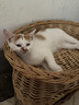 皇家成猫猫粮 营养均衡 F32 通用粮 1-7岁 15KG 实拍图