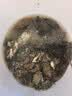 漫德莱赶海工具赶海套装铲子挖土种花沙滩挖沙玩具园艺工具五件套 实拍图